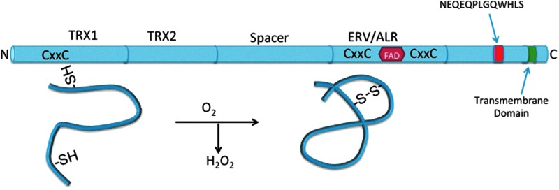 FIG. 1.