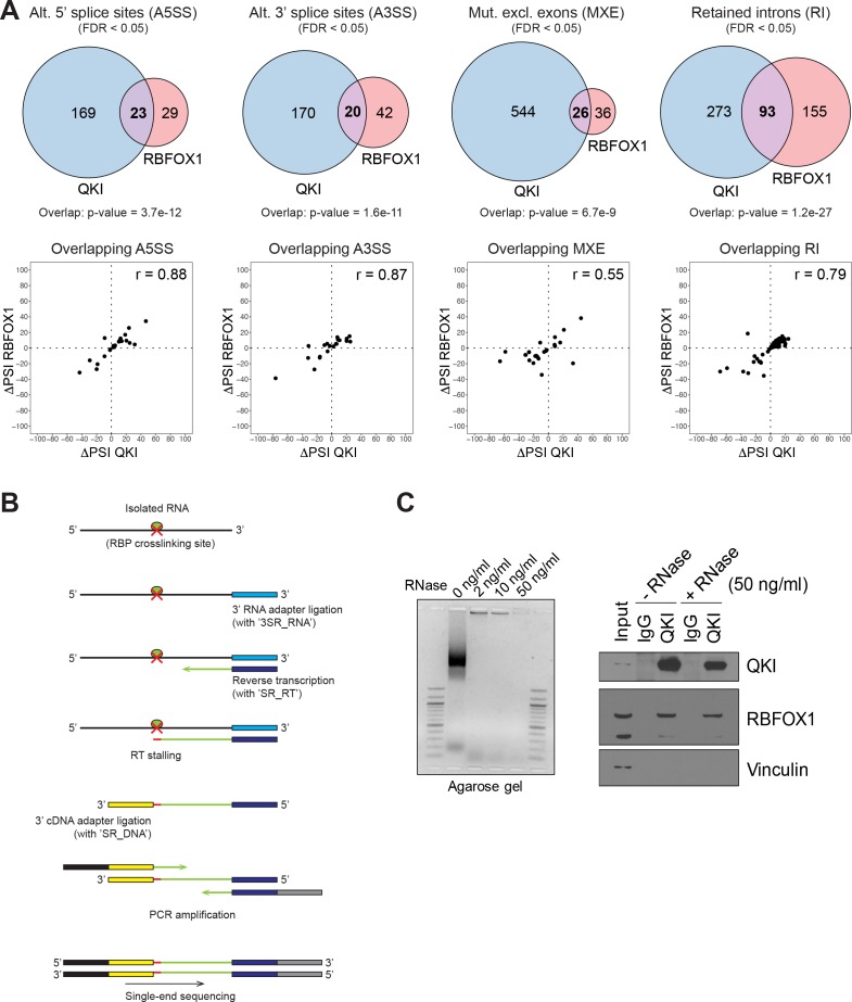 Figure 4—figure supplement 1.