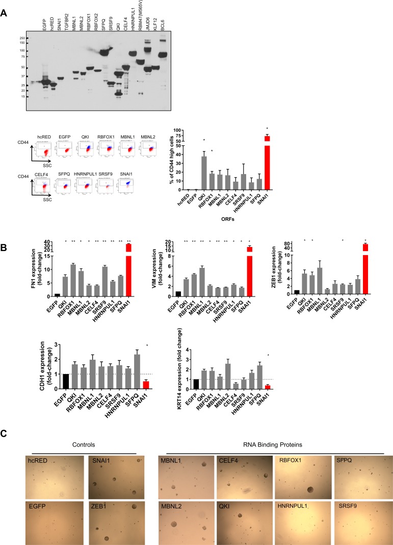 Figure 2—figure supplement 1.