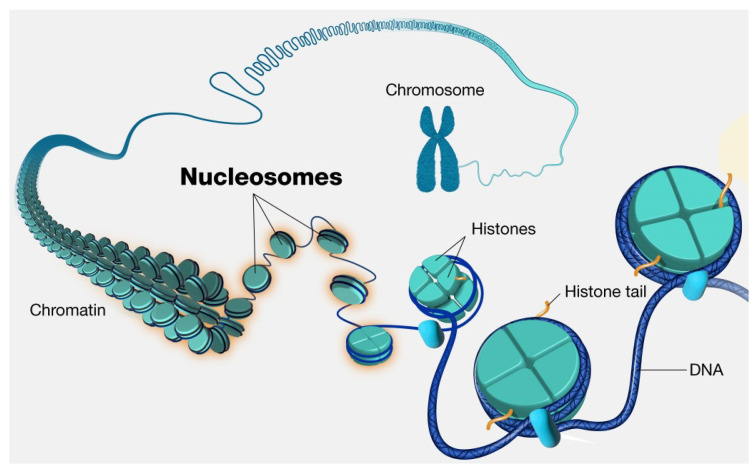 Figure 24