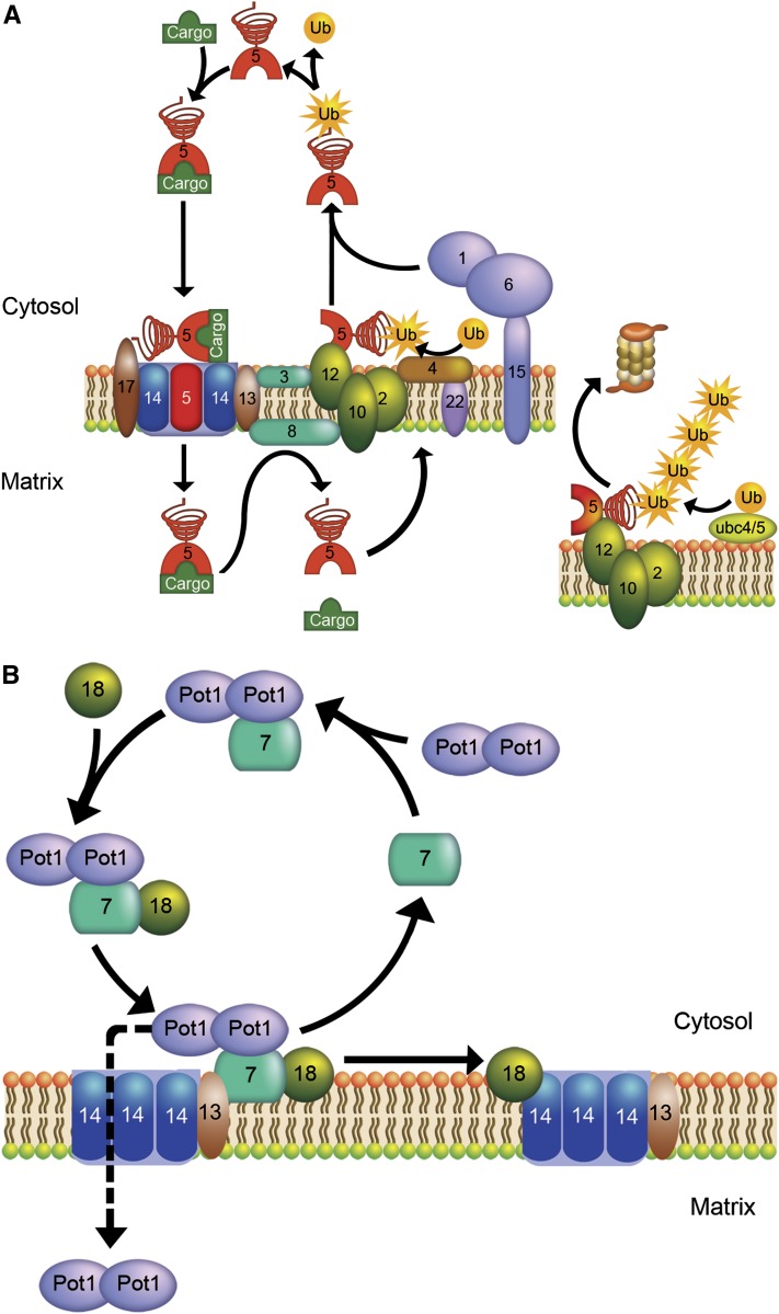 Figure 6 