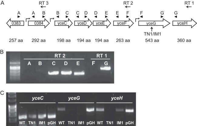 FIG 2