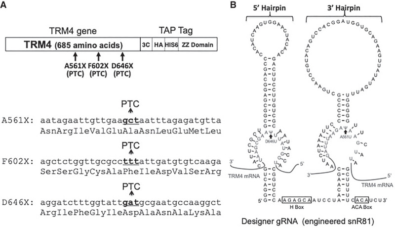 FIGURE 1.