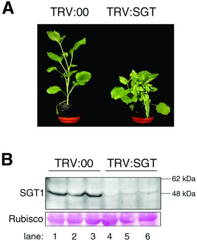 Fig 2.