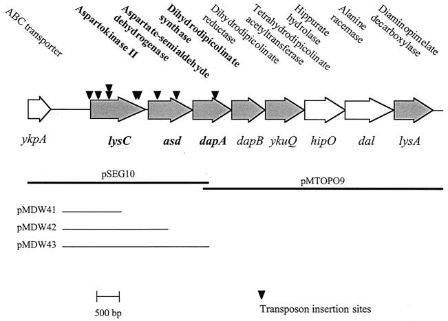 FIG. 1