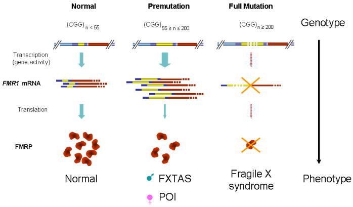 CGG repeat in the FMR1 gene: size matters - PMC