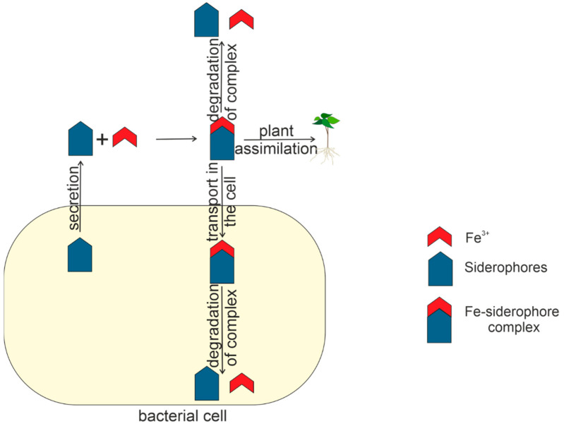 Figure 7