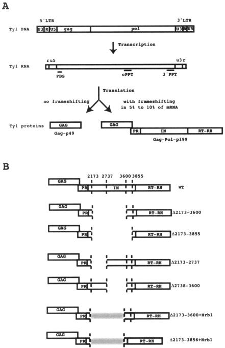 FIG. 1.