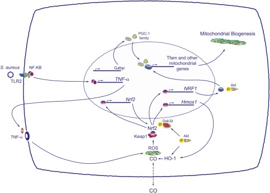 Figure 10.