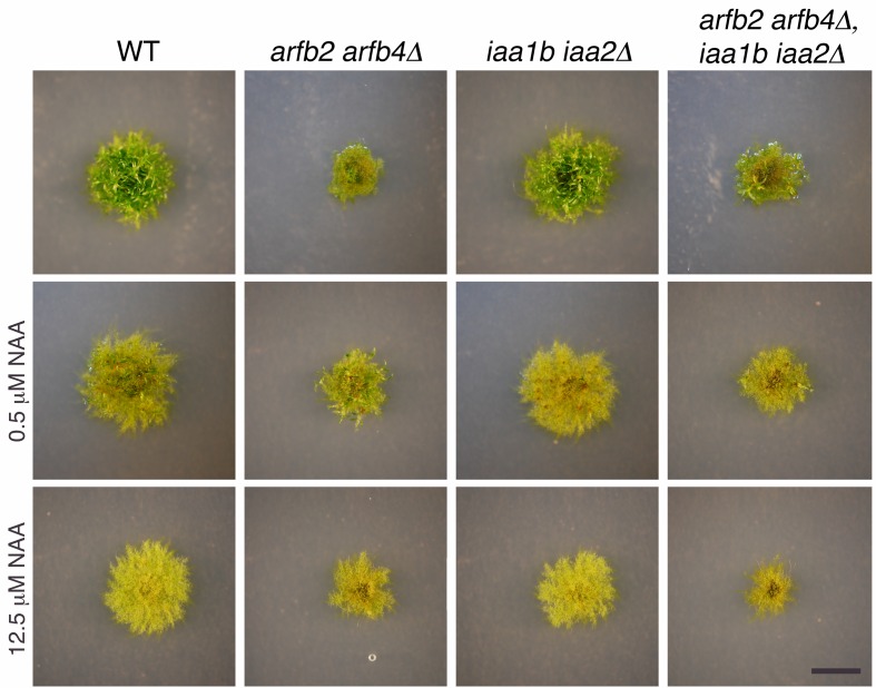 Figure 5—figure supplement 3.