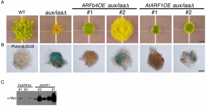 Figure 3—figure supplement 2.