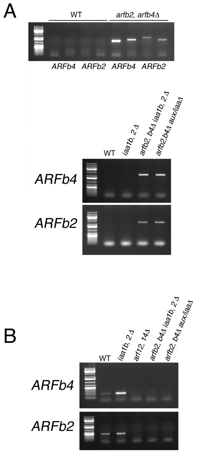 Figure 5—figure supplement 1.