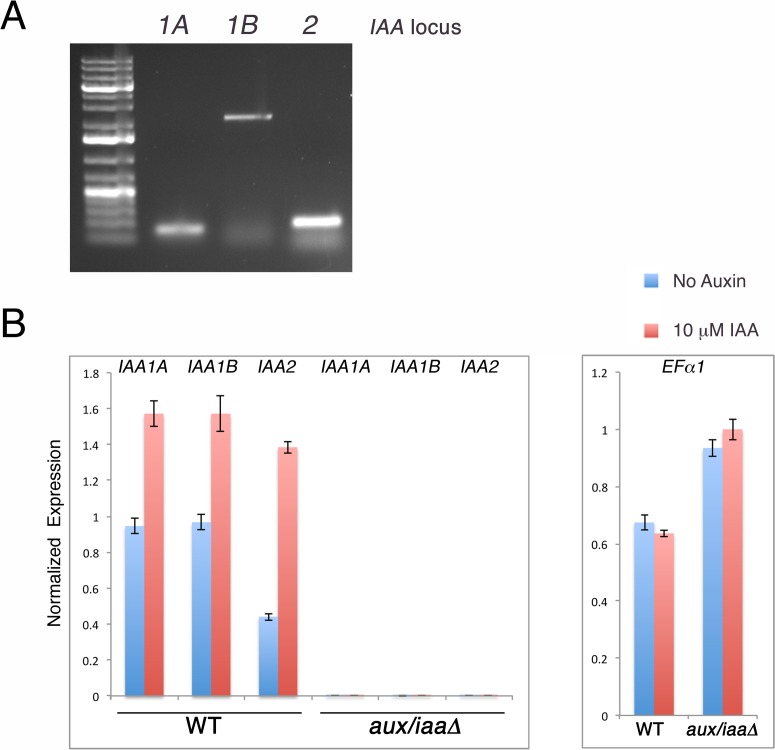 Figure 1—figure supplement 1.