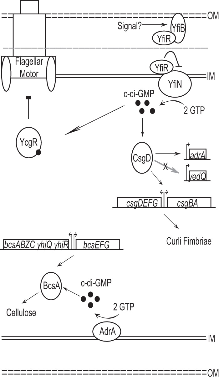 Fig 7