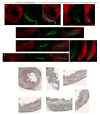 Extended Data Figure 7