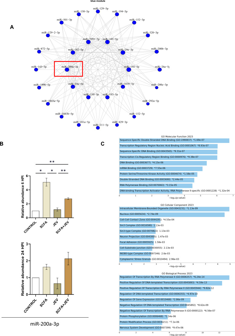 A network of microRNAs is upregulated in SCFA conditions; a specific microRNA, 200a-3p, expression changes across control. SCFA and JEV; relative enriched biological processes, cellular locations, and molecular functions are featured.