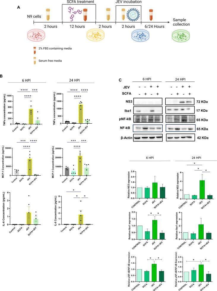 Steps include SCFA pre-treatment and JEV infection of microglial cells with time. Absolute concentrations of cytokines at 6 and 24 HPI after SCFA pre-treatment, JEV infection, and protein levels of NS3, Iba1 and NFκB are featured.