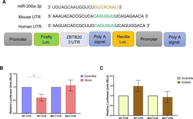 Interaction between miR-200a-3p and ZBTB20 mRNA with 3 prime UTR of ZBTB20 mRNA and the location where the miR-200a-3p seed region binds is featured with graphs of RLU across WT UTR and MUT UTR for scramble and mimic, and scramble and inhibitor.