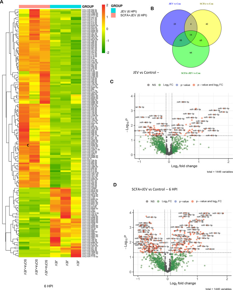 Heatmap of expressions of JEV and SCFA plus JEV at 6 hpi. Venn diagram of differentially expressed microRNAs across conditions. Volcano plots of microRNA upregulation and downregulation upon JEV infection or with SCFA pre-treatment are featured.