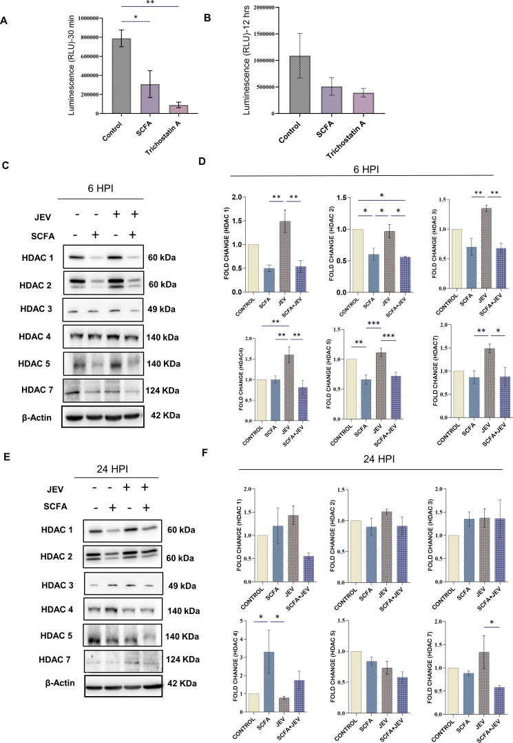 Graphs measure enzyme activity with RLU value after SCFA treatment for control, SCFA, and Trichostatin A. Immunoblots detect total HDAC protein levels. Bar graphs quantify protein band intensity from immunoblots for control, SCFA, JEV, and both.