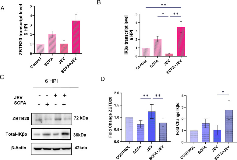 mRNA expression levels of the ZBTB20 and Ikappa beta alpha genes across four conditions and protein levels of ZBTB20 and Ikappa beta alpha in whole-cell lysates after treatment with different combinations of SCFA and JEV are featured in a blot and graphs.