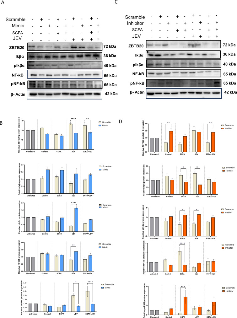 Western blots of ZBTB20, I kappa beta alpha pathway across SCFA, JEV, and SCFA plus JEV with miR-200a-3p manipulation and quantification of protein levels with comparison between scramble, mimic, and inhibitor are featured.