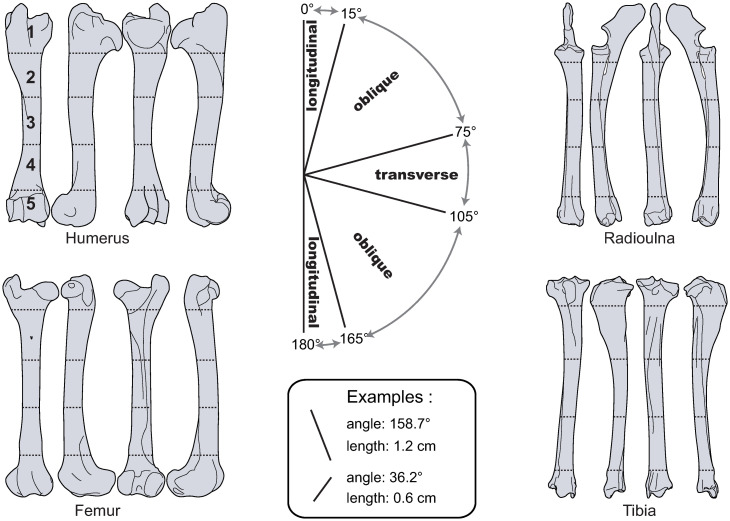 Fig 2