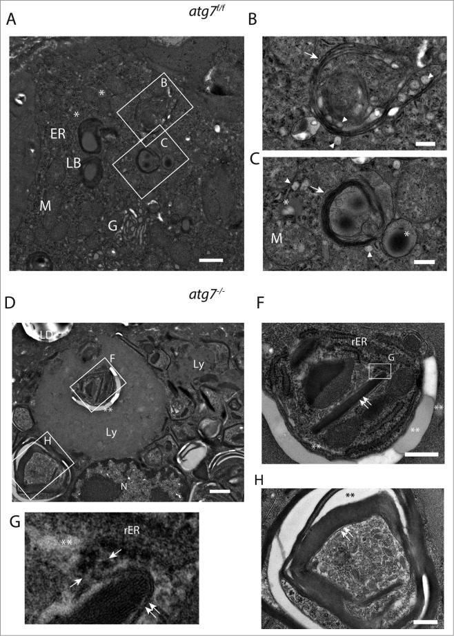 Figure 4 (See previous page).