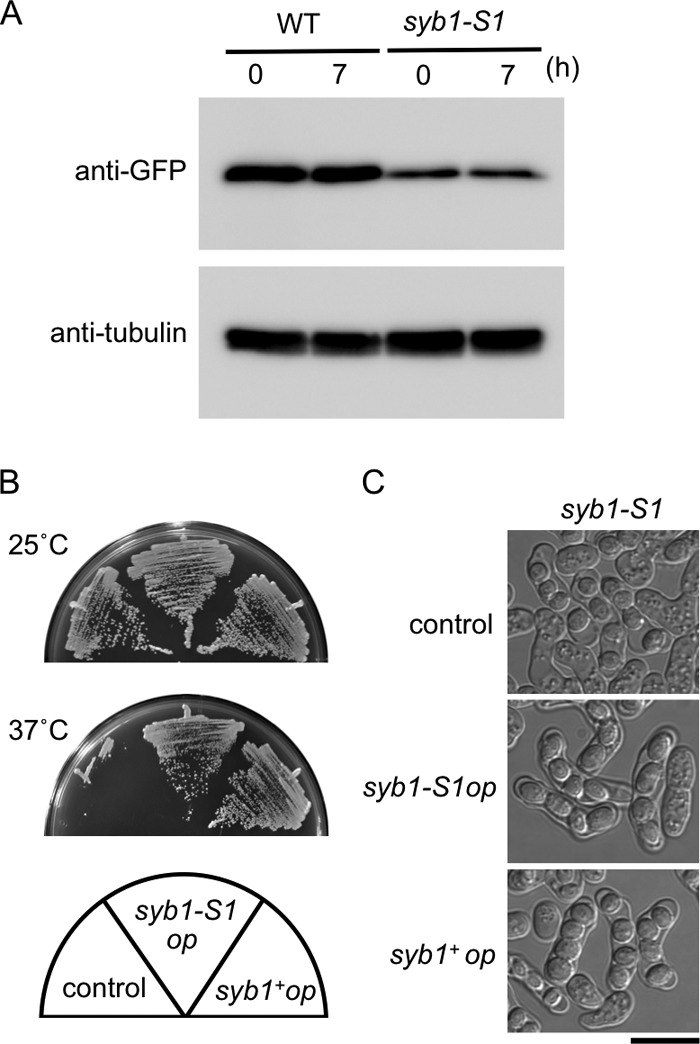 Fig 7