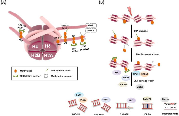 Figure 4