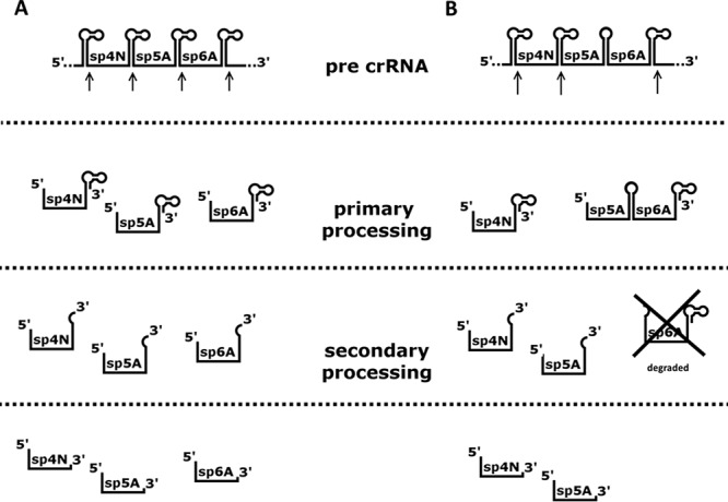 FIG 6