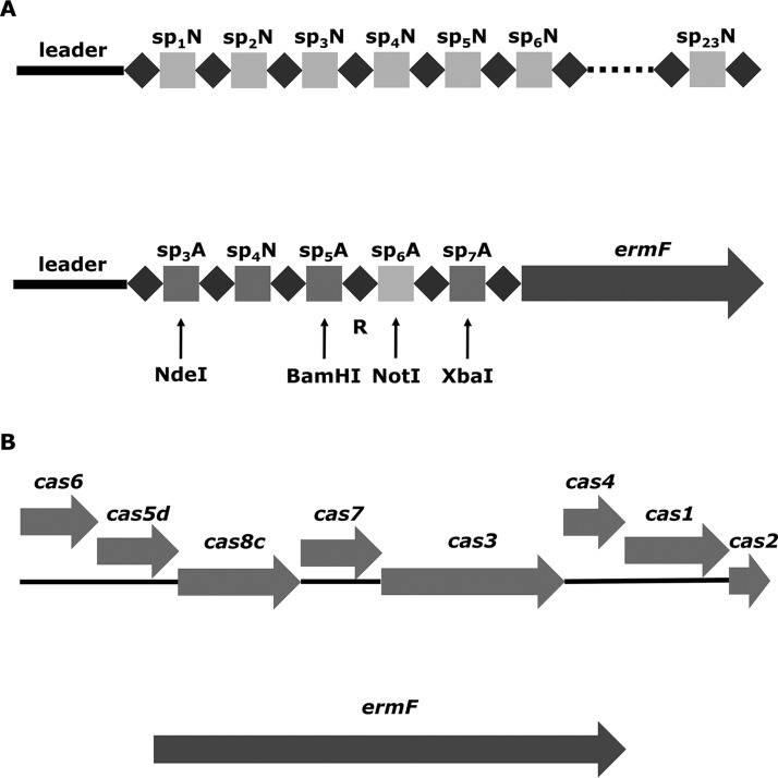 FIG 1