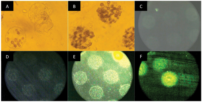 Figure 2: