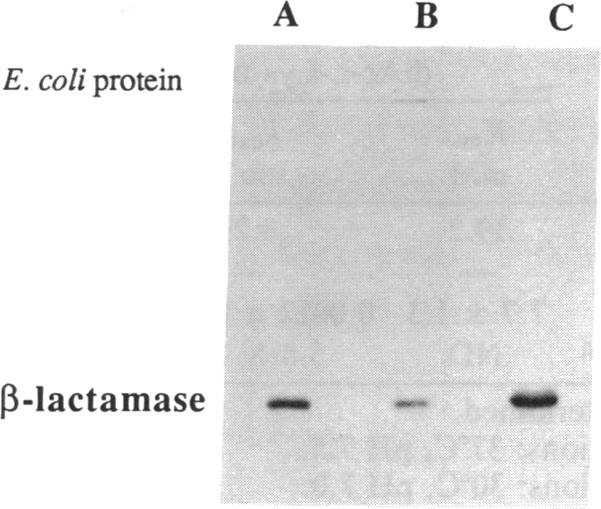 graphic file with name pnas01032-0451-a.jpg