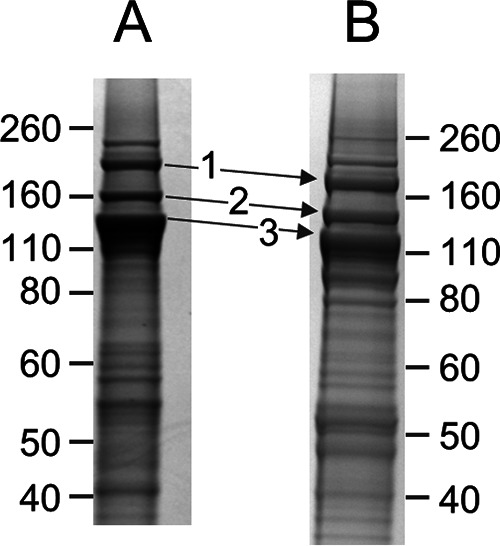 FIG 4