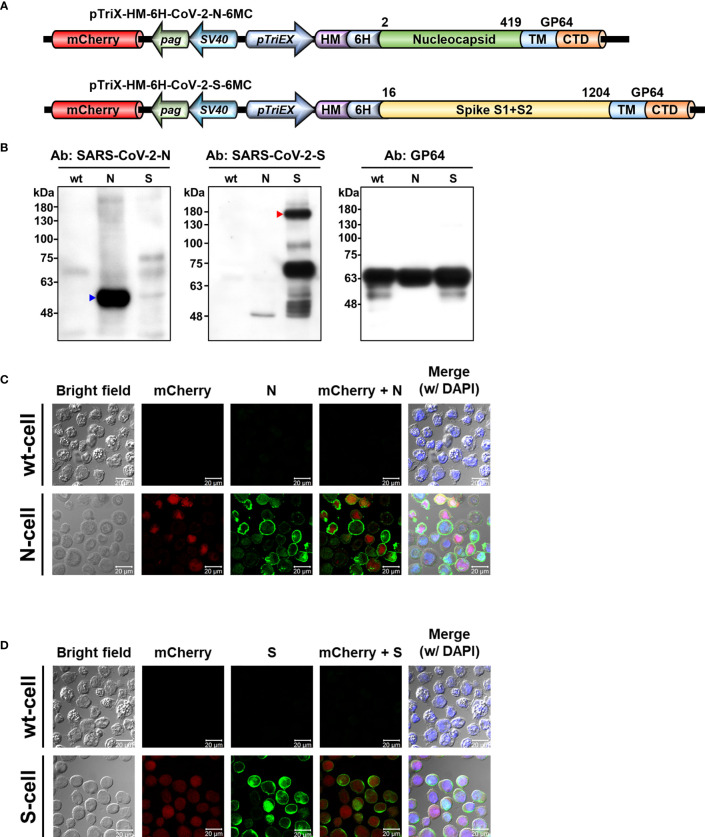 Figure 2