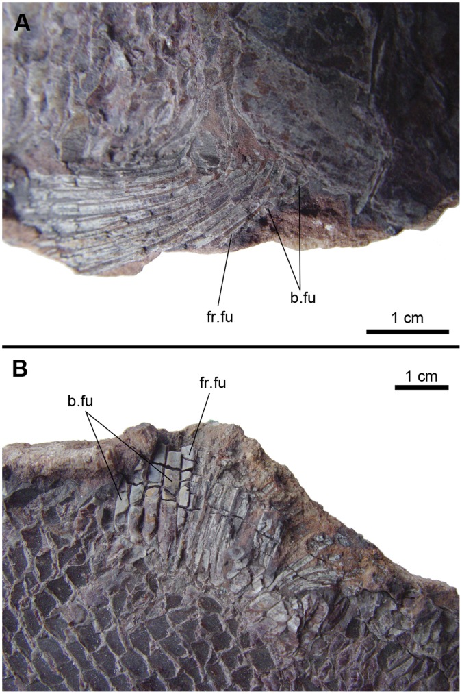 Figure 24