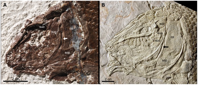 Figure 10