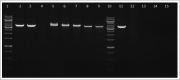 Figure 10.