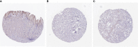 Figure 13
