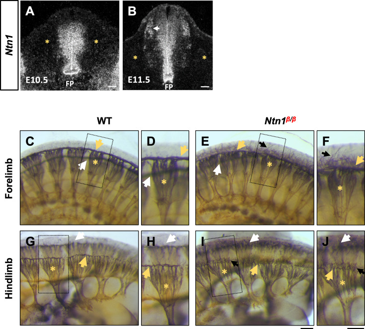 Figure 1—figure supplement 1.