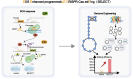 Graphical Abstract