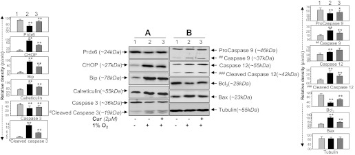 Fig. 9.