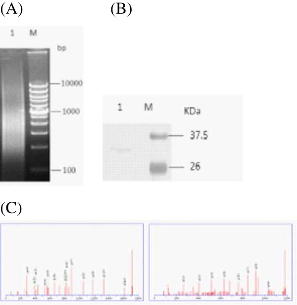 Sf-PHB2, A new transcription factor, Drives WSSV Ie1 Gene Expression ...