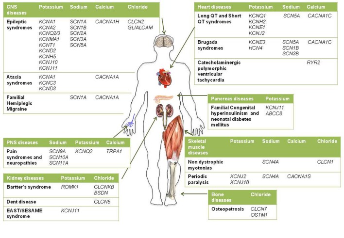 FIGURE 1