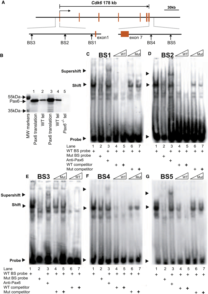 Figure 4