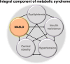 MASLD is an integral component of metabolic syndrome, as shown on the
diagram. Note the complex bidirectional relationships between all components
of metabolic syndrome, including MASLD.