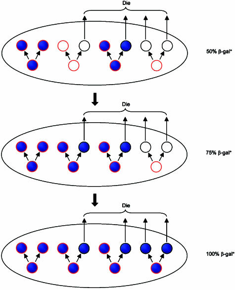 Fig. 11