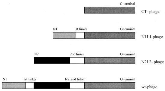 FIG. 1