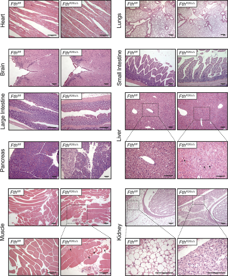 figs2